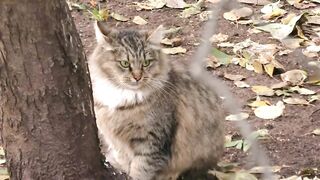 Amico & Noah - Autumn Day